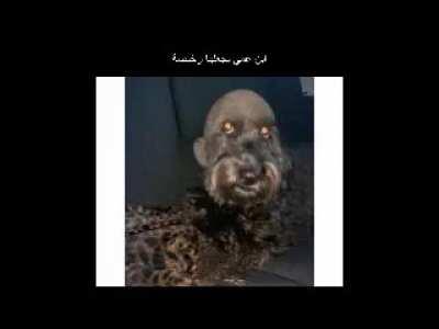 ابن عمي يجعلها رخيصة 🔥😈