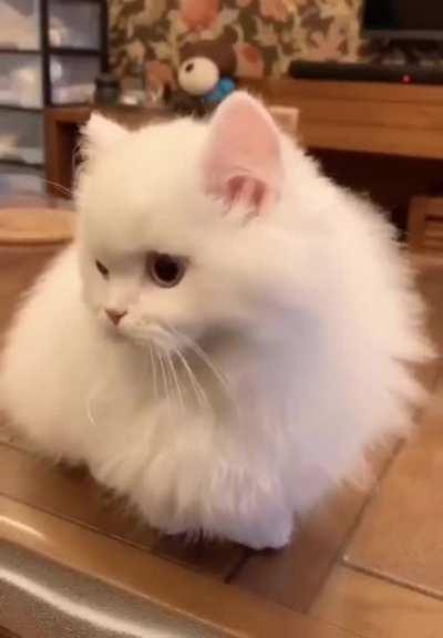 This is not a cat, this is a bunny