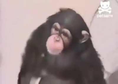 Somebody give him a banana!