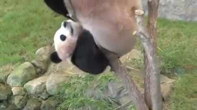 Panda climbing down tree