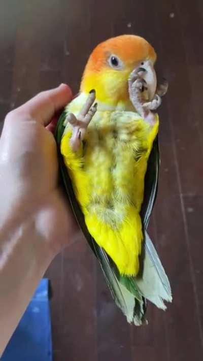 Relaxedbirb
