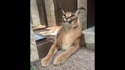 Floppy flop ♥️💞💕