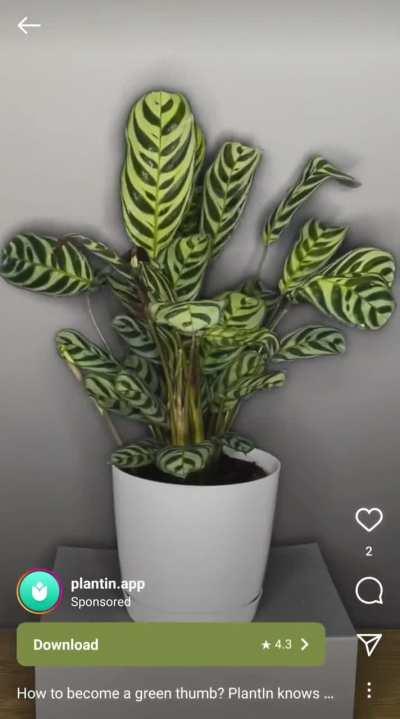 These plant grooming ads are wild. Why would you give them milk or SODA?! 