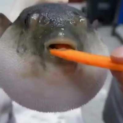 FUCK IT! JOJO PUFFERFISH!