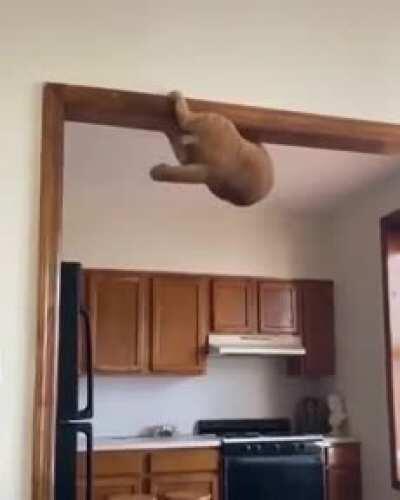 This is one reason why landlords will not allow cats.