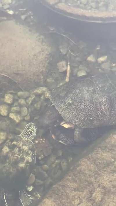 Little Turtle just can't keep his hands to himself.