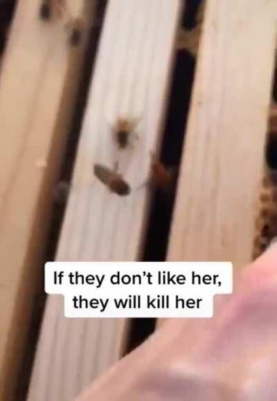 How beekeepers give a new queen to a hive