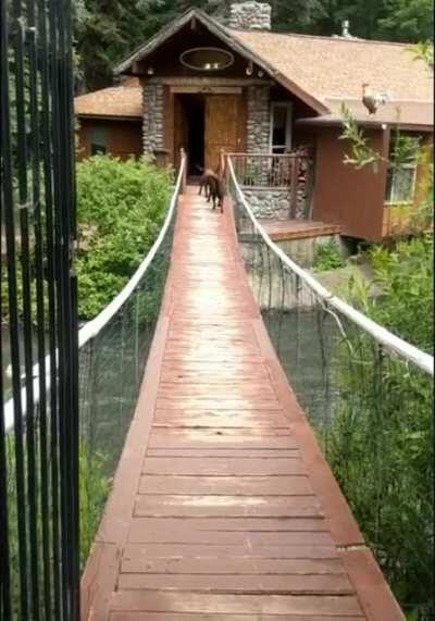 Dog is scared but eventually crosses a bridge
