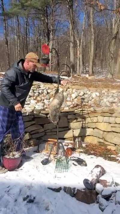 Opossum with his danglies stuck in my family's bird feeder.
