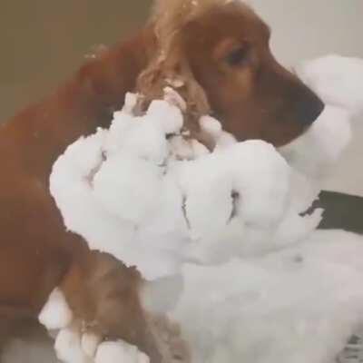 A snowball walked up ...