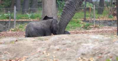 Not sure if this counts: baby elephant in local zoo charged his 10,000 lb father