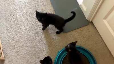 My fosters wanted to sing you The Breakfast Song™