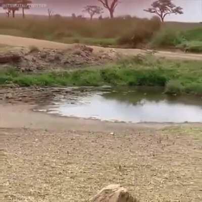 🔥 Gazelle jukes a Lioness into another dimension 🔥