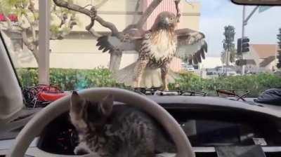 Kitten.. Looking Cute.