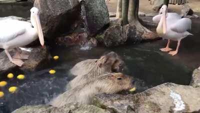 Pelicans try to eat some capybaras
