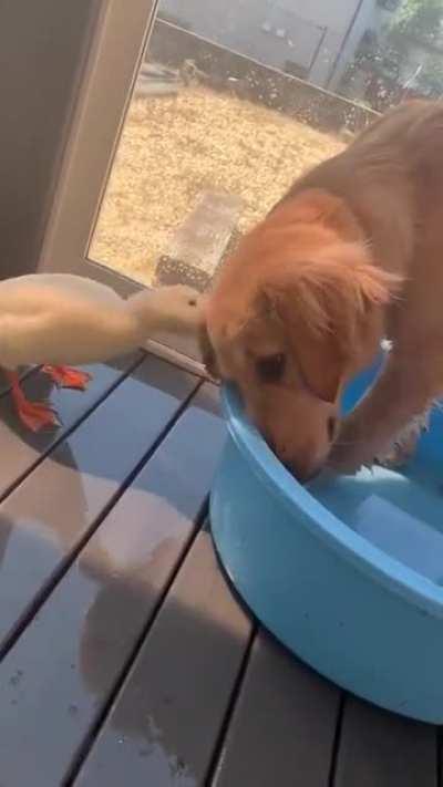 Вылазь, псина, теперь моя очередь!