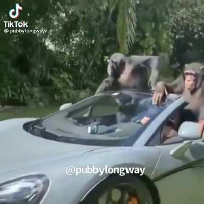 Apes after the squeeze #GME#AMC 📈📈📈🚀🌑