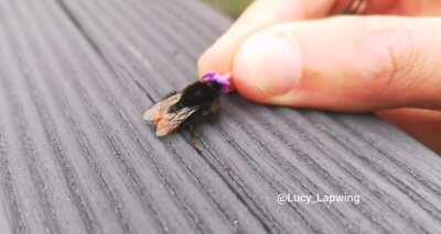 Finding a tired red-bummed bumblebee and offering her some lavender...