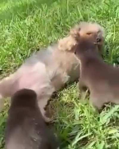 Otter pups and k9 pup. Becoming friends