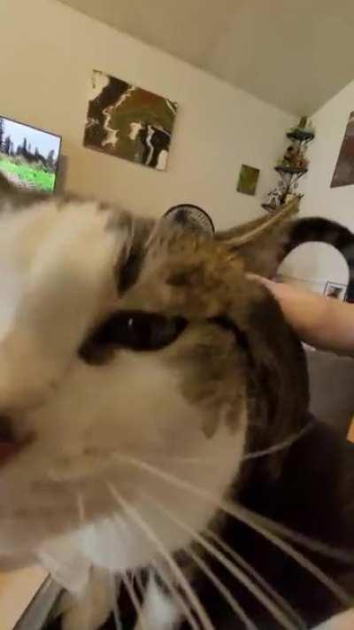 tried to get a cute close up and this happened.