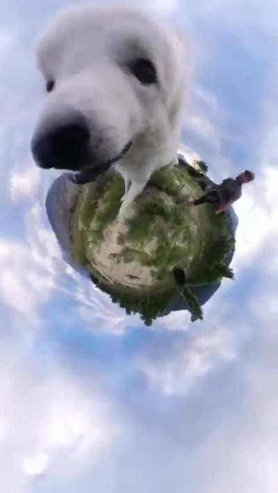 360 of a dog's view