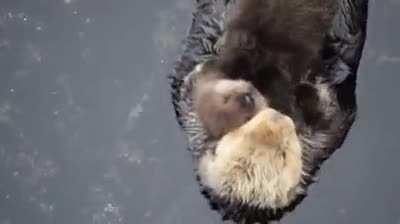 Pretty sure this has been in here before but it's still so cute!