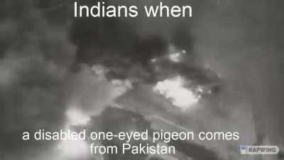 pigeon jihad 💪