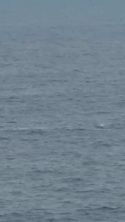 Does anyone know what type of whale this is (Sydney)