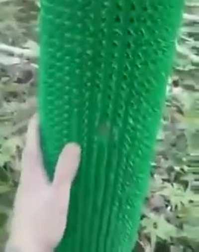 Man builds a scratch spot for the bear in the woods