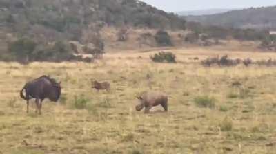 🔥 A baby rhino playfully charging at another animal.