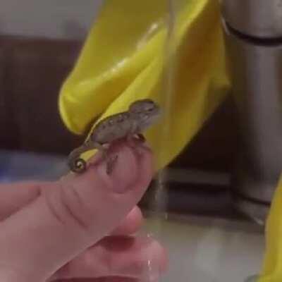 Thirsty baby chameleon
