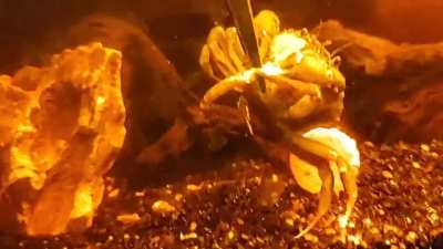 Feeding pet green crab