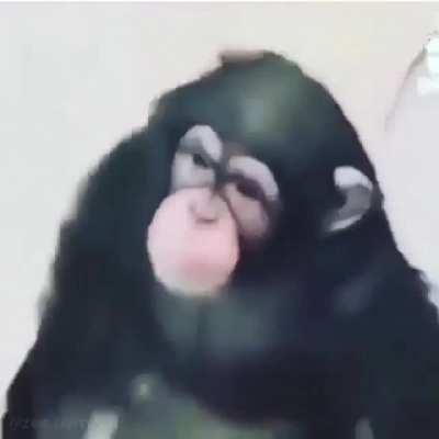 Da monke in my bathrooooom