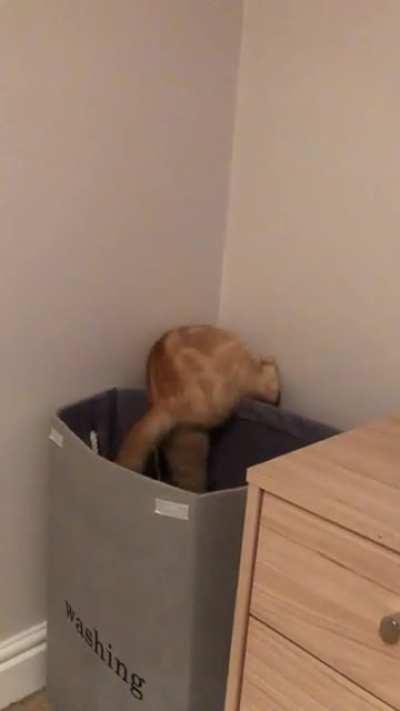 My boy hunting for his braincell