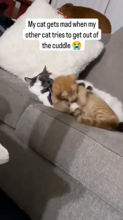 Cat holds Orange hostage