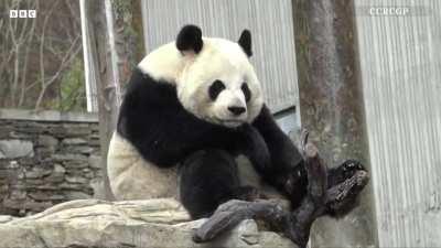 Giant Panda with hiccups
