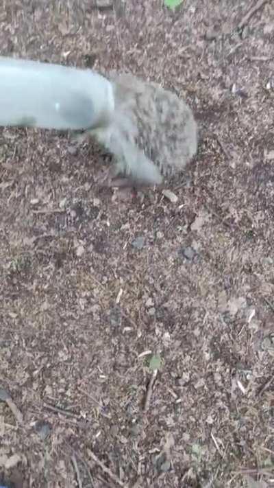 pamiętajmy o porządku w lesie, proszę