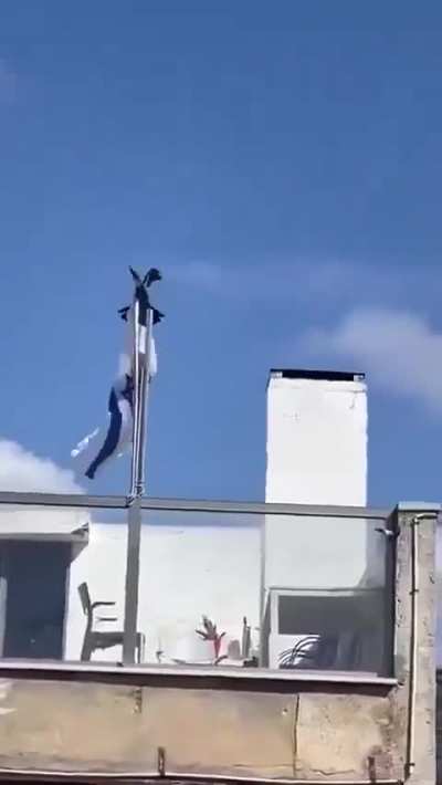 A crow removes an Israeli flag