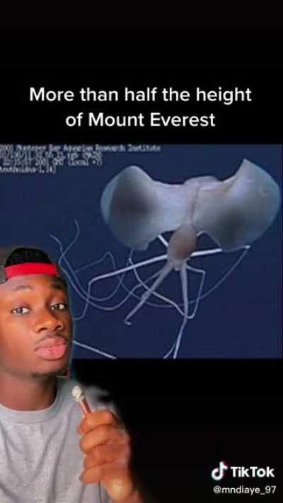 To this huge squid I say, no thank you :)