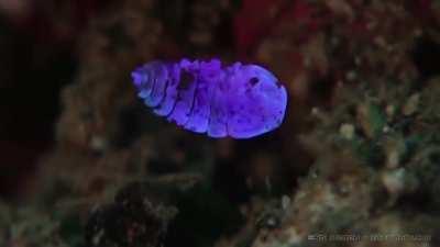 This shiny friend is a Sea Sapphire! (Sapphirina) These small crustaceans are normally transparent, making them almost invisible. But the males have crystal plating on their backs that they can 