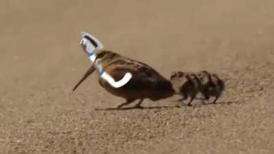 American woodcock feeling the rhythm