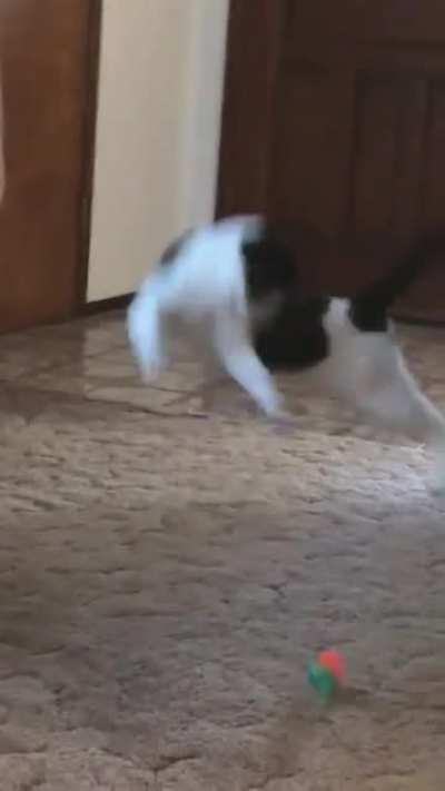 Darn those toy-snatching greebles!