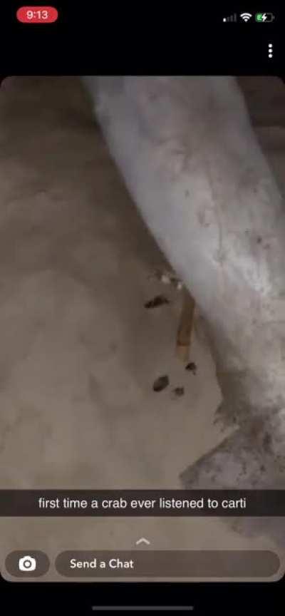 mf terrorising the wildlife with carti 😭