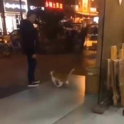 Chinese Government testing new holo-cats