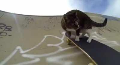 Bro that cat off his shits 🥶