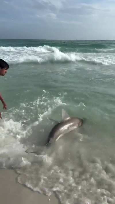 Bro, grab the shark — the shark is out of the water on the beach. I’m trying to save her.