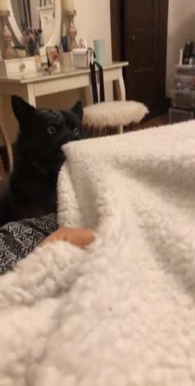 You animal is not a jerk for looking at you. Your animal is not a jerk for sleeping on your belongings. Your animal is not a jerk for eating food that you have left unattended.