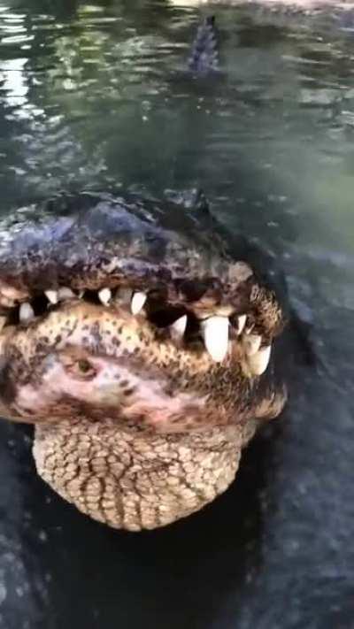 An Alligator Bellow