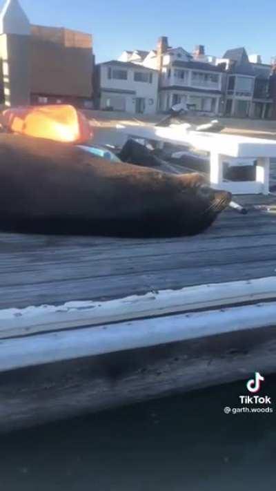 Gerald is not trying to move from his spot on the dock