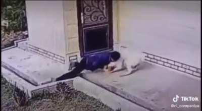 На кадрах парень борцовским приёмом принимает бегущего на него алабая, а потом держит животного до подхода владельца пса.